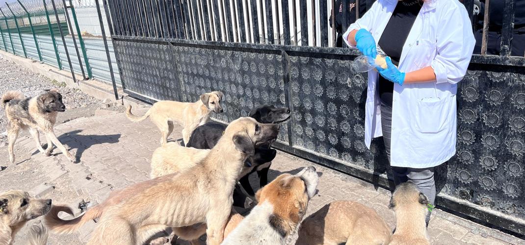 BAKANLIĞIMIZIN GÖNDERDİĞİ KUDUZ AŞILARI BARINAKLARIMIZDA UYGULANMAYA BAŞLADI