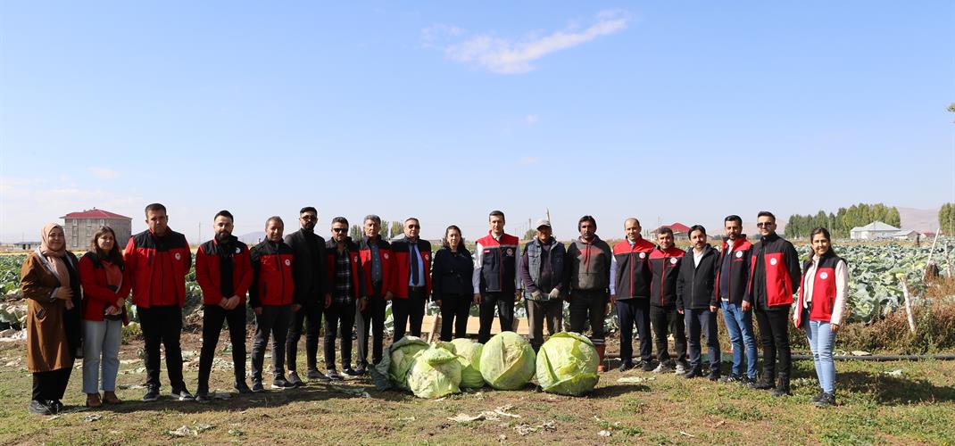 PATNOS İLÇEMİZDE LAHANA HASADI BAŞLADI